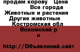 продам корову › Цена ­ 70 000 - Все города Животные и растения » Другие животные   . Костромская обл.,Вохомский р-н